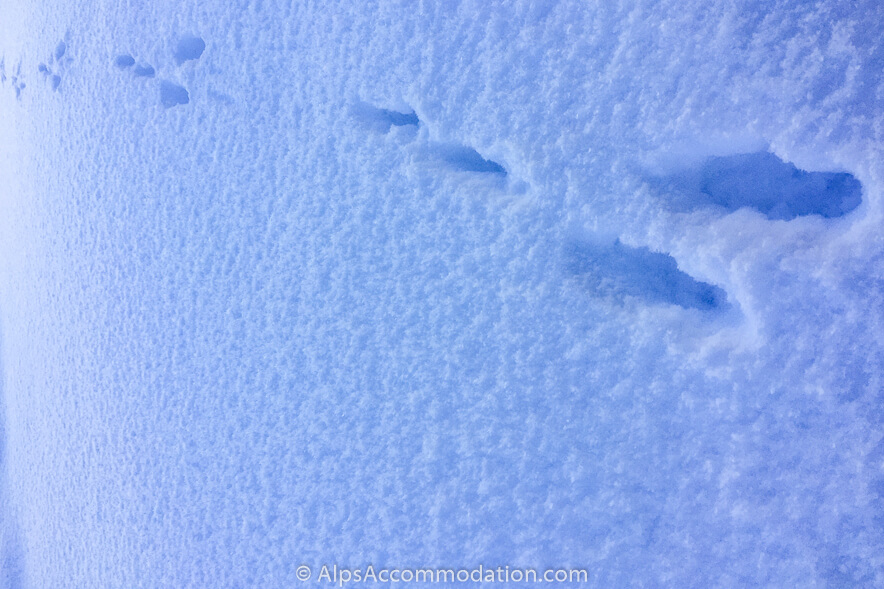 Animal Tracks 2